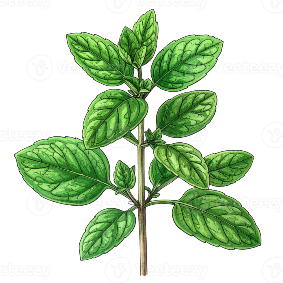 Green Basil Herb Illustration with Transparent Background png