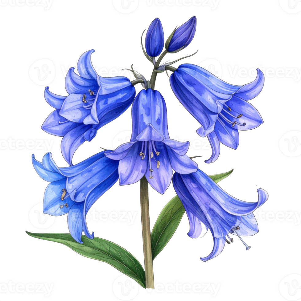 Bluebell Flower Watercolor Painting on Transparent Background png