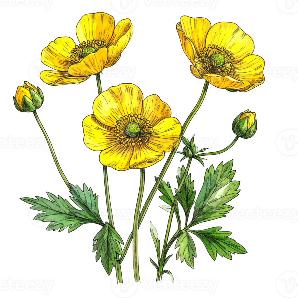 Yellow Buttercup Flower Illustration on Transparent Background png