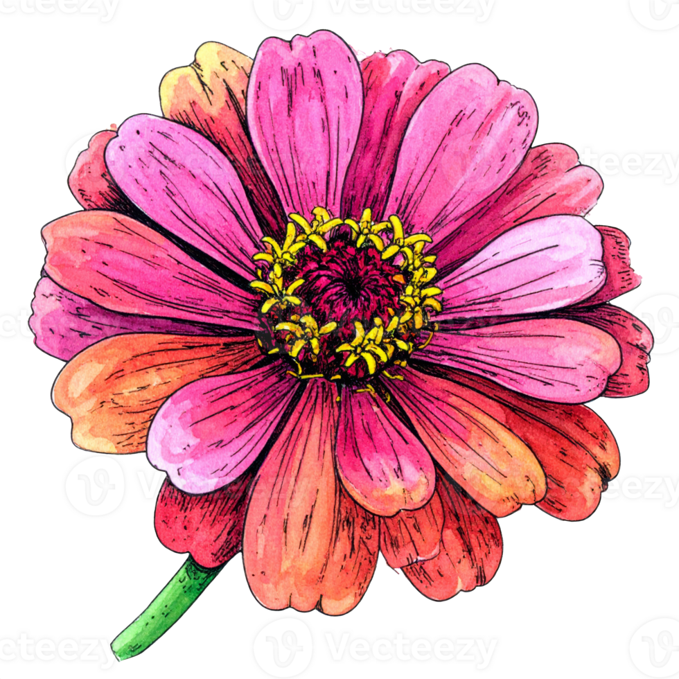 Pink Zinnia Flower Watercolor Illustration png