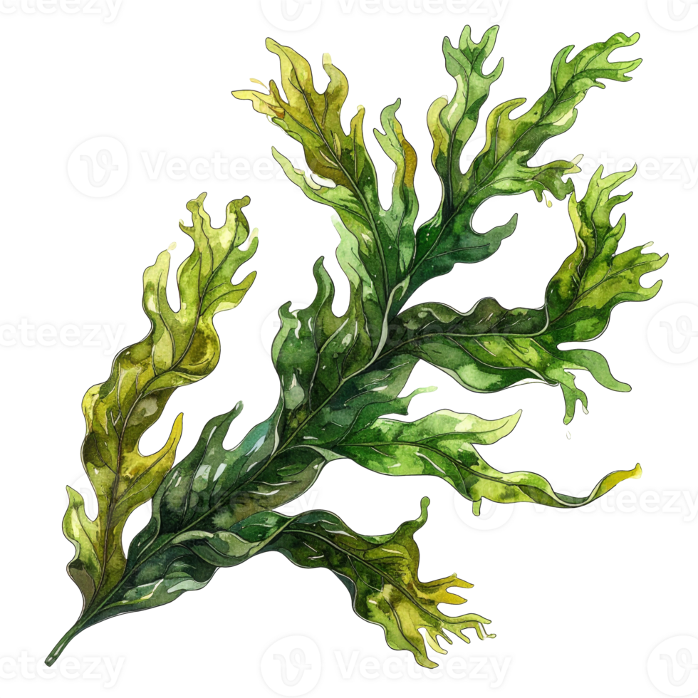 Watercolor Illustration of Green Seaweed on Transparent Background png