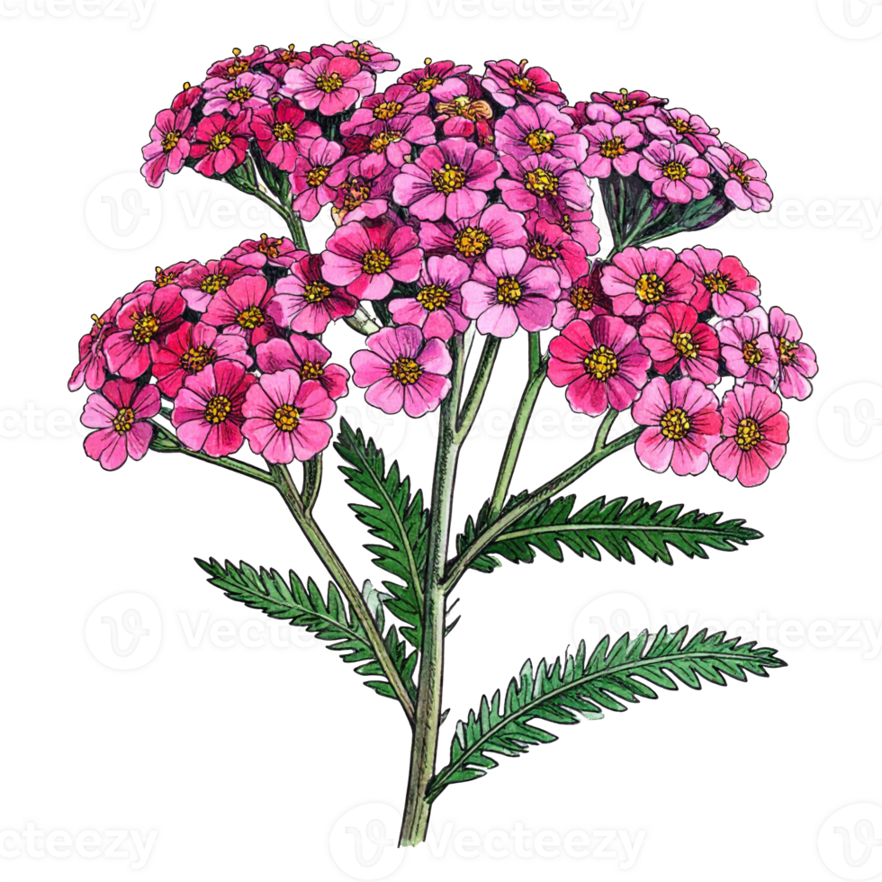 Pink Yarrow Flower Botanical Illustration on Transparent png