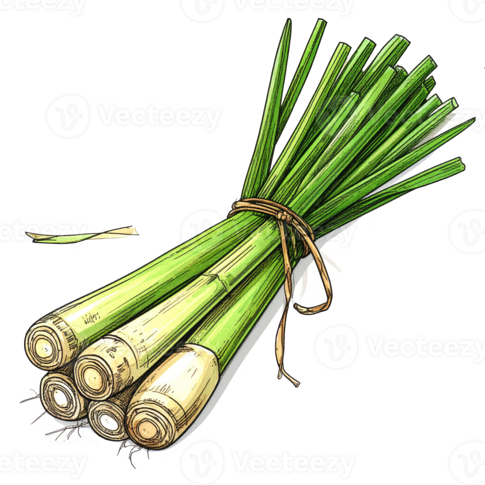 Fresh Lemongrass Bundle Illustration on Transparent png