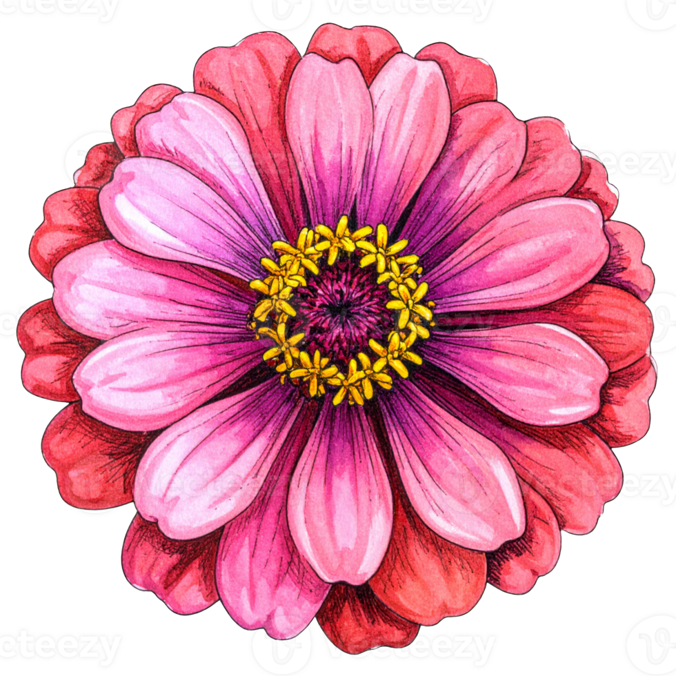 Pink and Red Zinnia Flower Illustration png