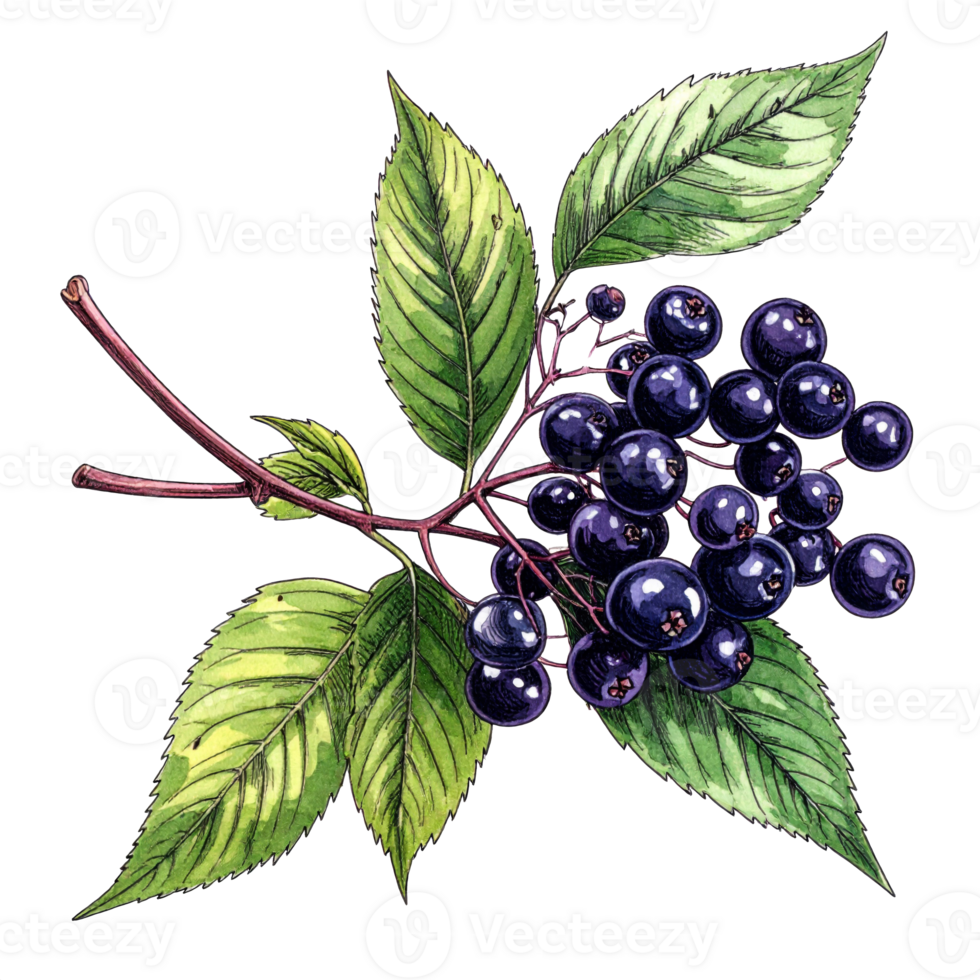 Dark Blue Berries with Green Leaves Botanical Illustration png