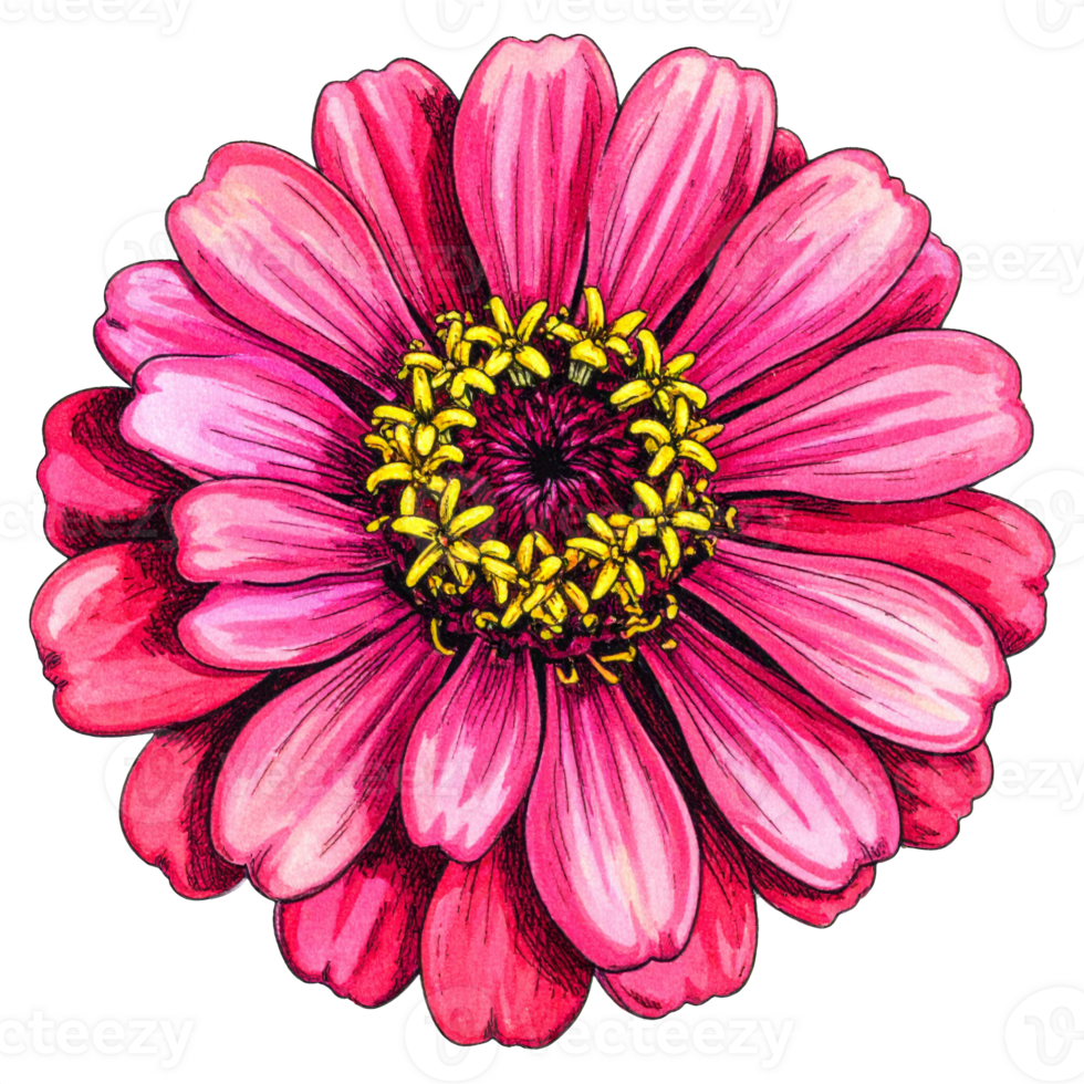 Pink Zinnia Flower Illustration on Transparent Background png