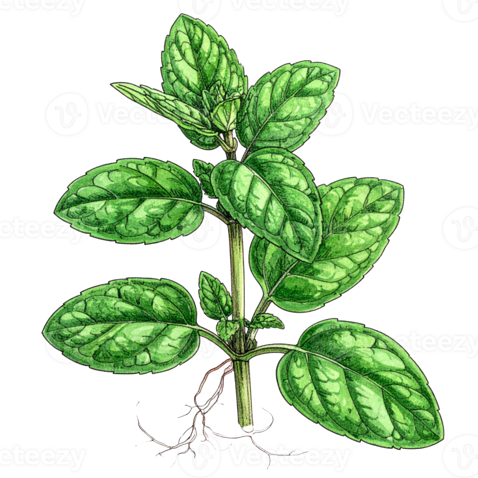 Detailed Illustration of a Green Herb Plant with Roots png