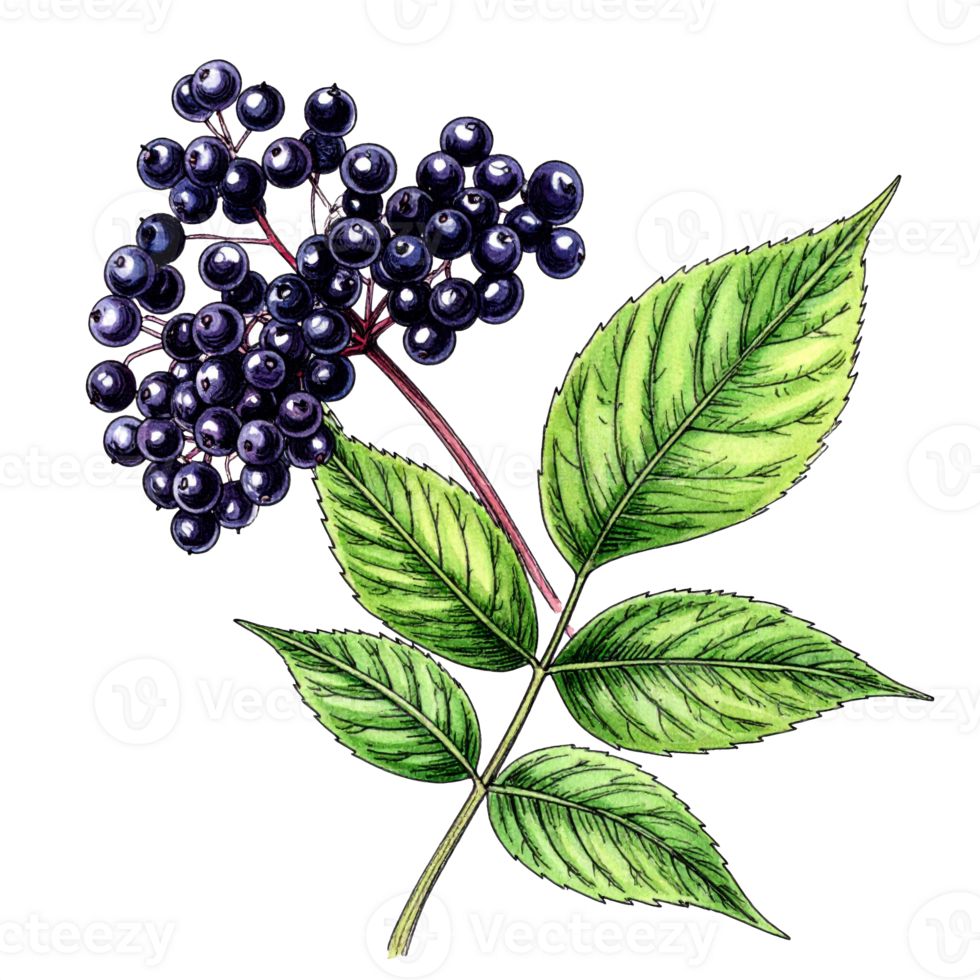 Detailed Elderberry Branch Illustration with Dark Berries and Green Leaves png