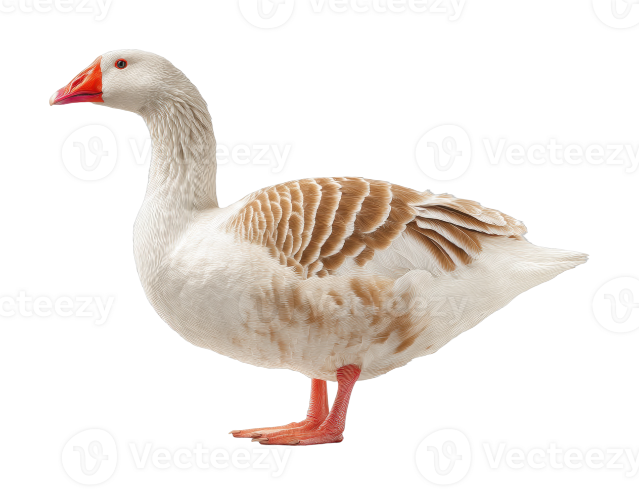 Majestic domestic goose standing tall with orange beak and feathers png