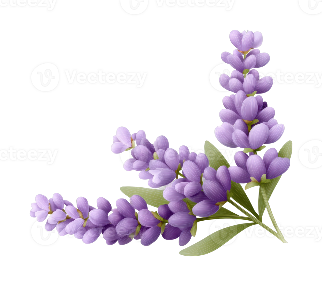 Three stems of lavender with purple blossoms and green leaves png