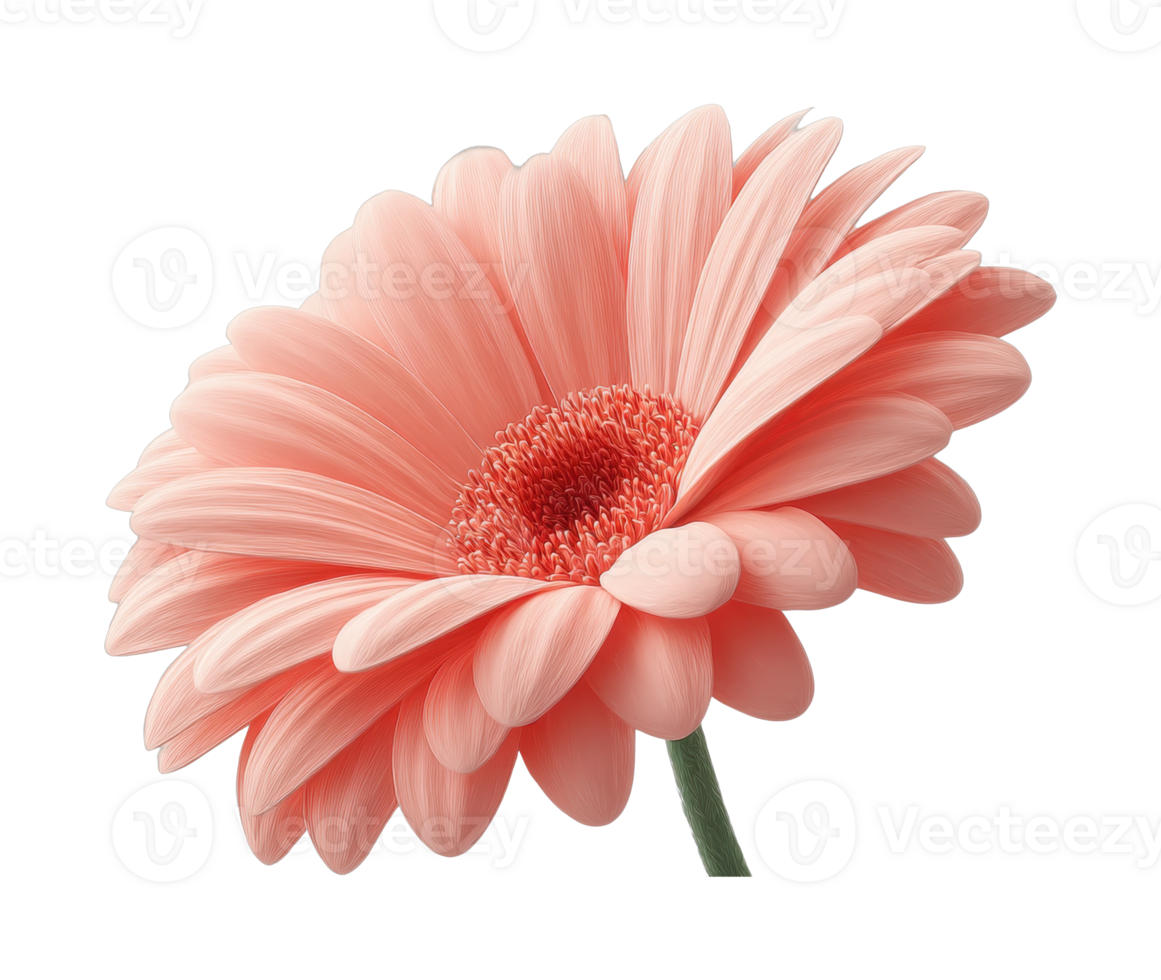 Close-up of delicate pink gerbera daisy blossom png