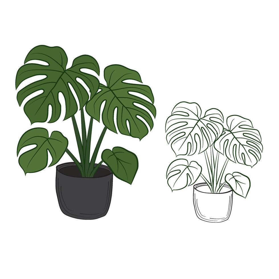 Monstera plants in pots vector