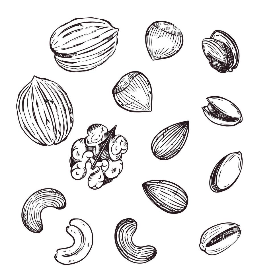 A set of illustrations. Nuts, walnuts, almonds, pistachios, cashews, hazelnuts. All objects are hand-drawn in . Illustrations are suitable for printing on fabric, paper, food, cosmetics vector