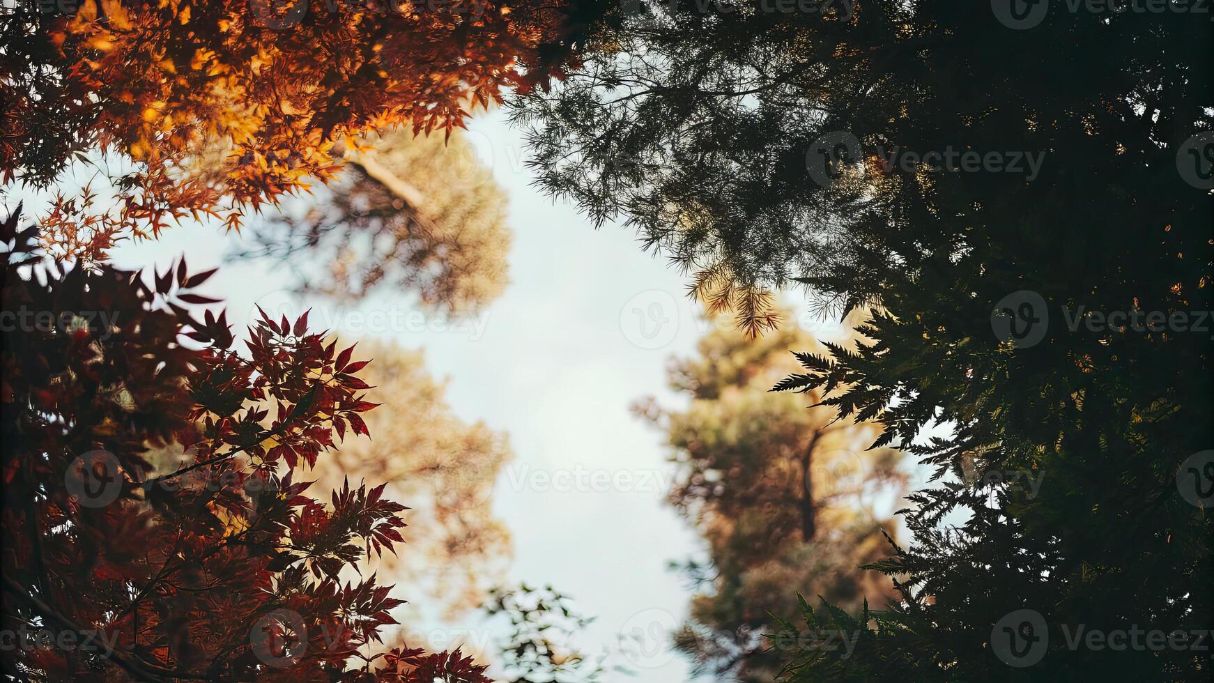 Looking up through the branches of trees in autumn, leaves in red and green photo