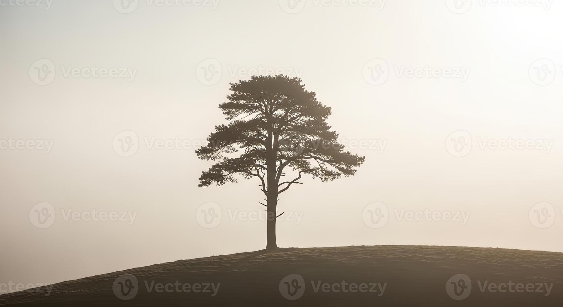 A solitary tree silhouette stands on a hill shrouded in morning mist photo
