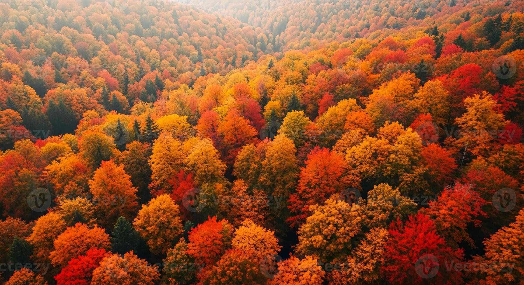 An aerial view of a forest in autumn, showcasing vibrant red and orange leaves photo