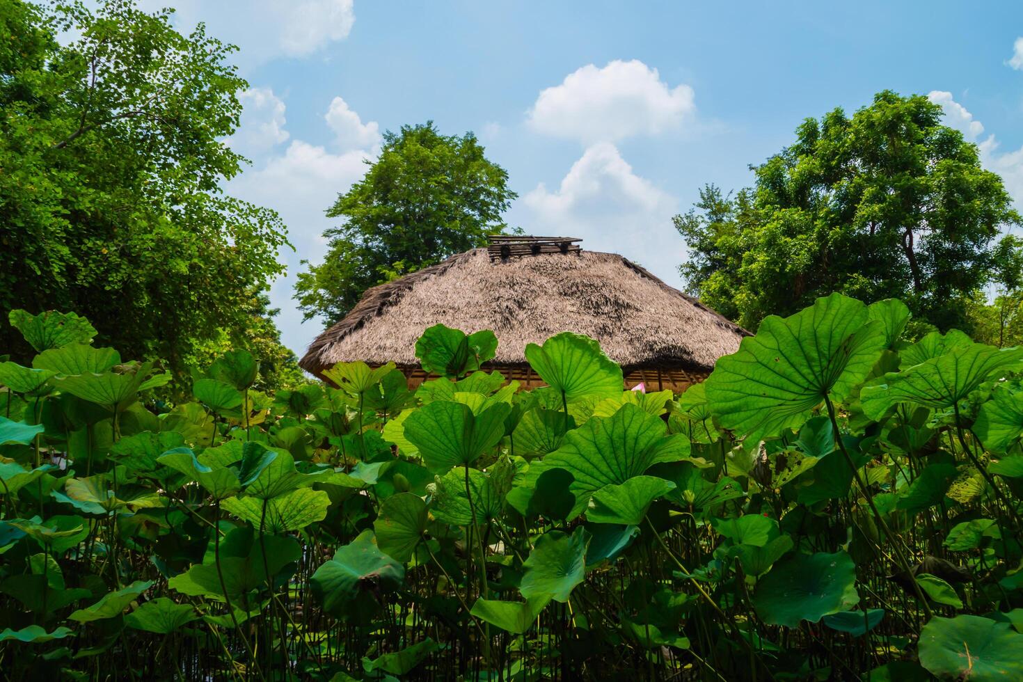 A thatched roofed house photo