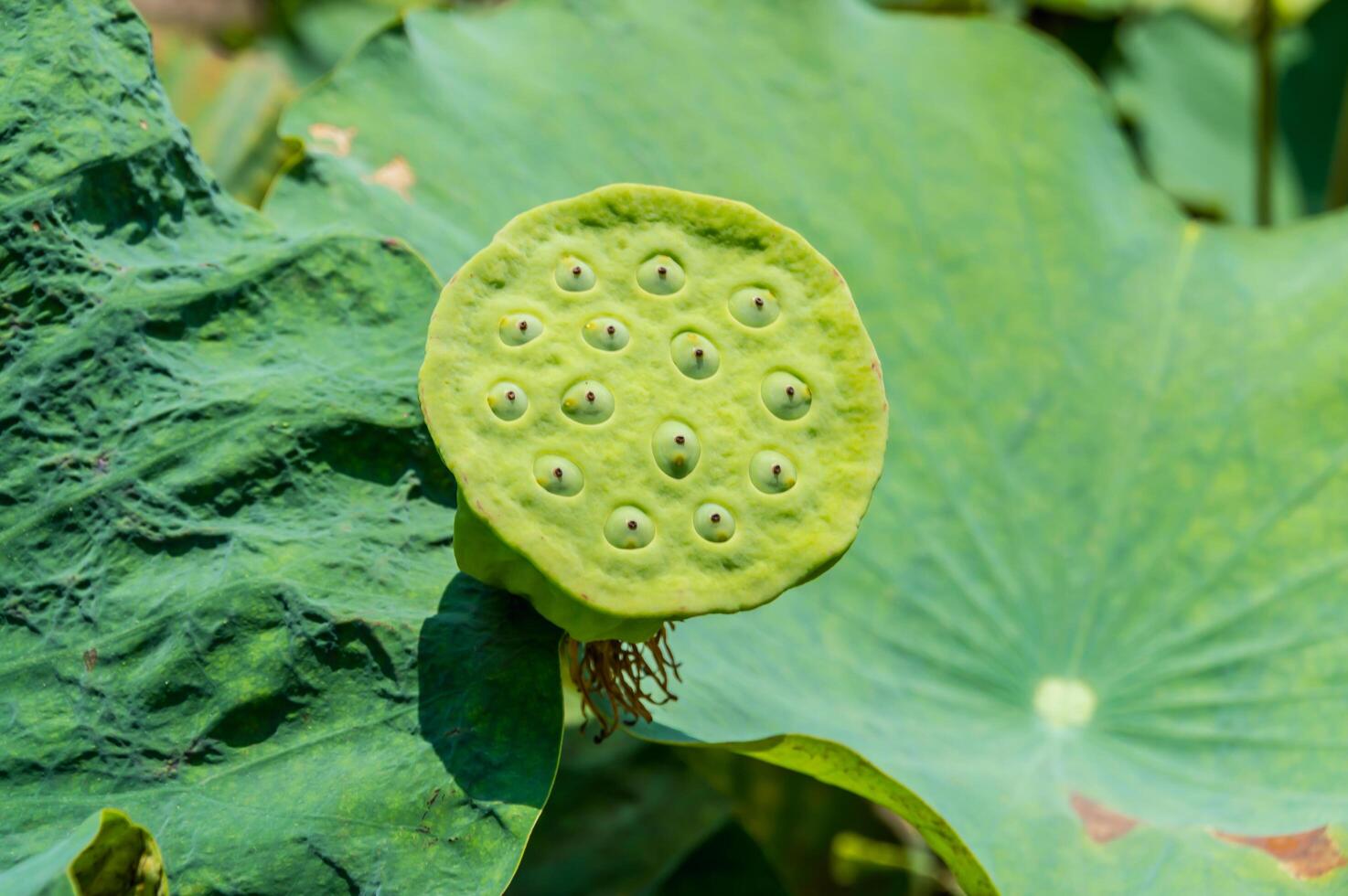 A green lotus flower with many holes on it photo