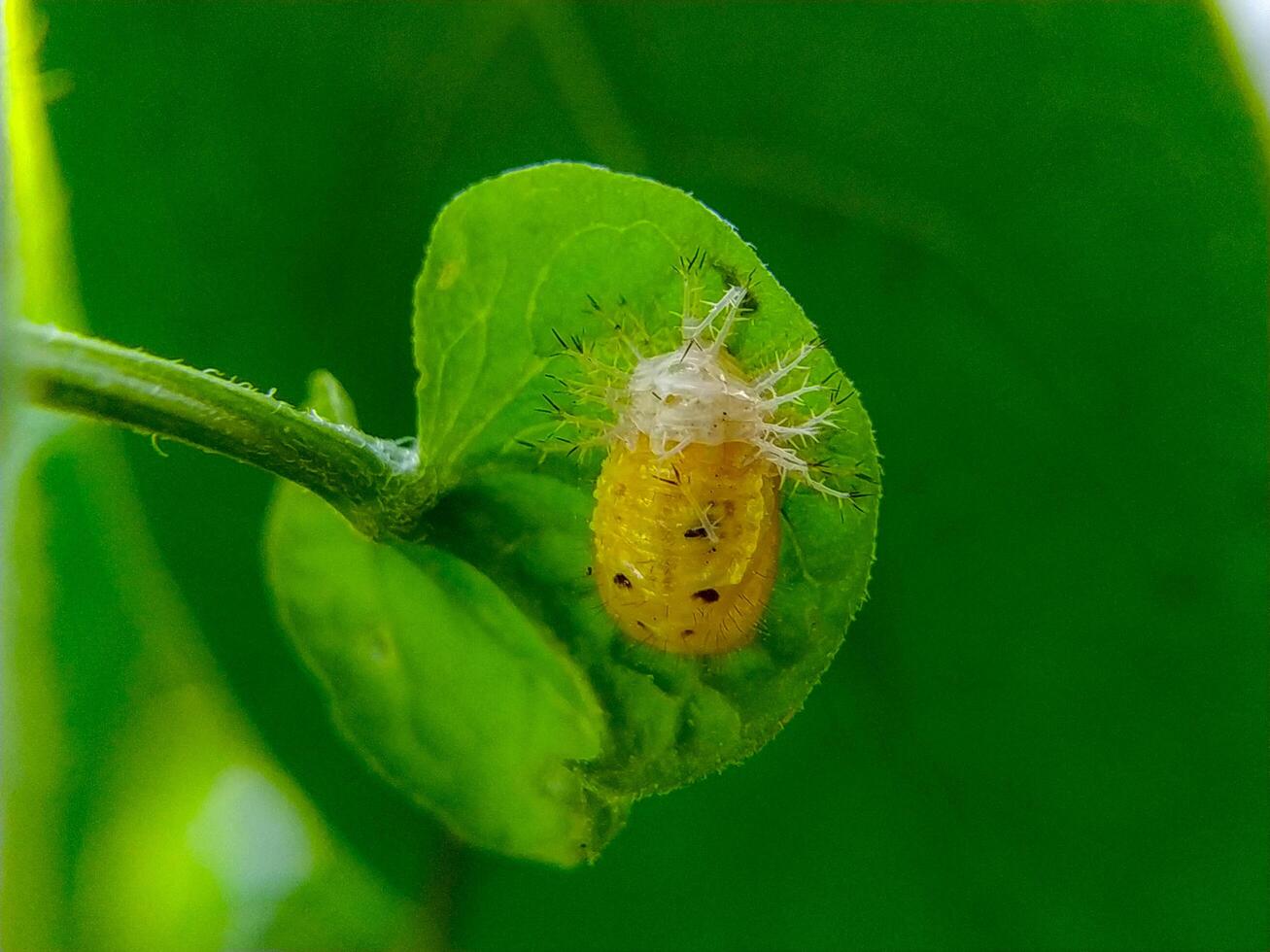 Caterpillar Resting on a Green Leaf in Nature Macro View photo