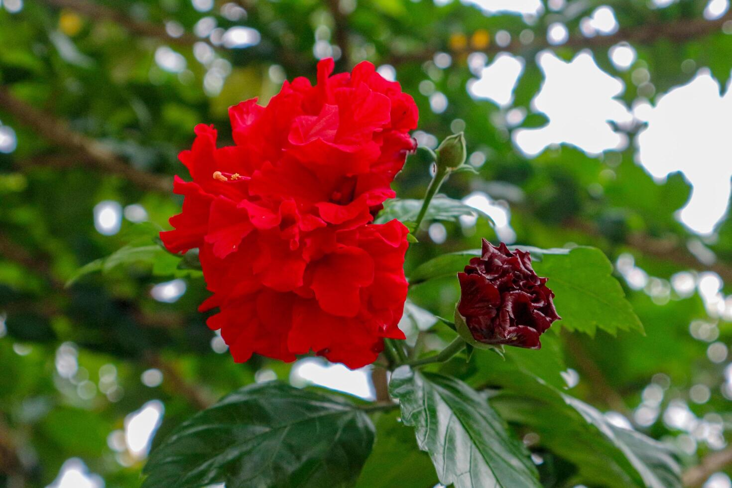 Red Flower Blooming with Bud Among Green Leaves photo