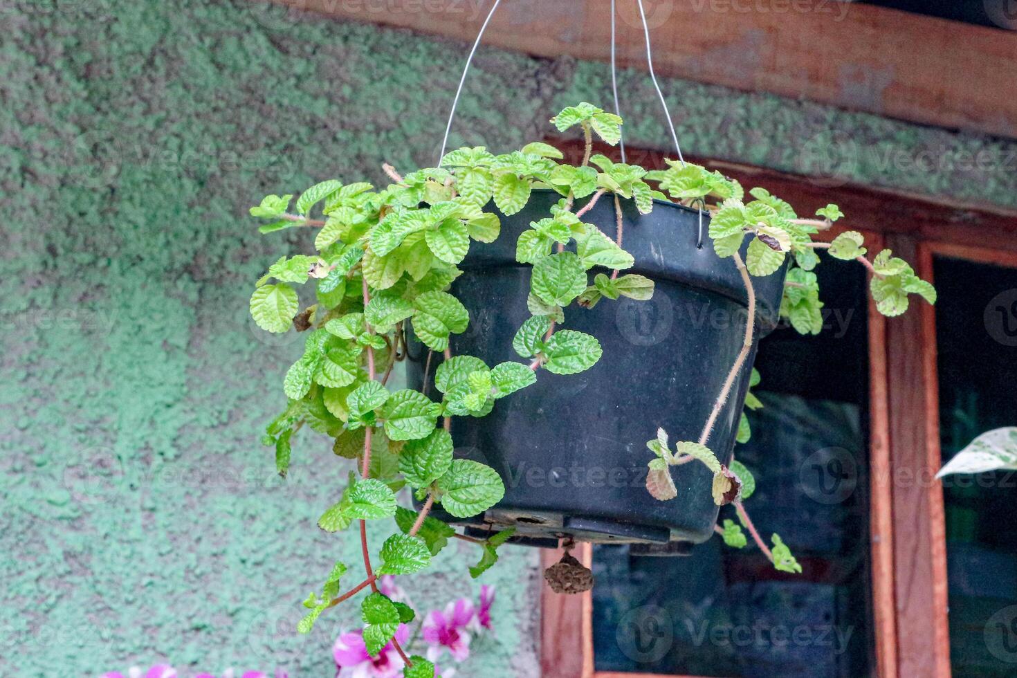 Hanging Potted Plant with Green Leaves Near a Textured Wall photo