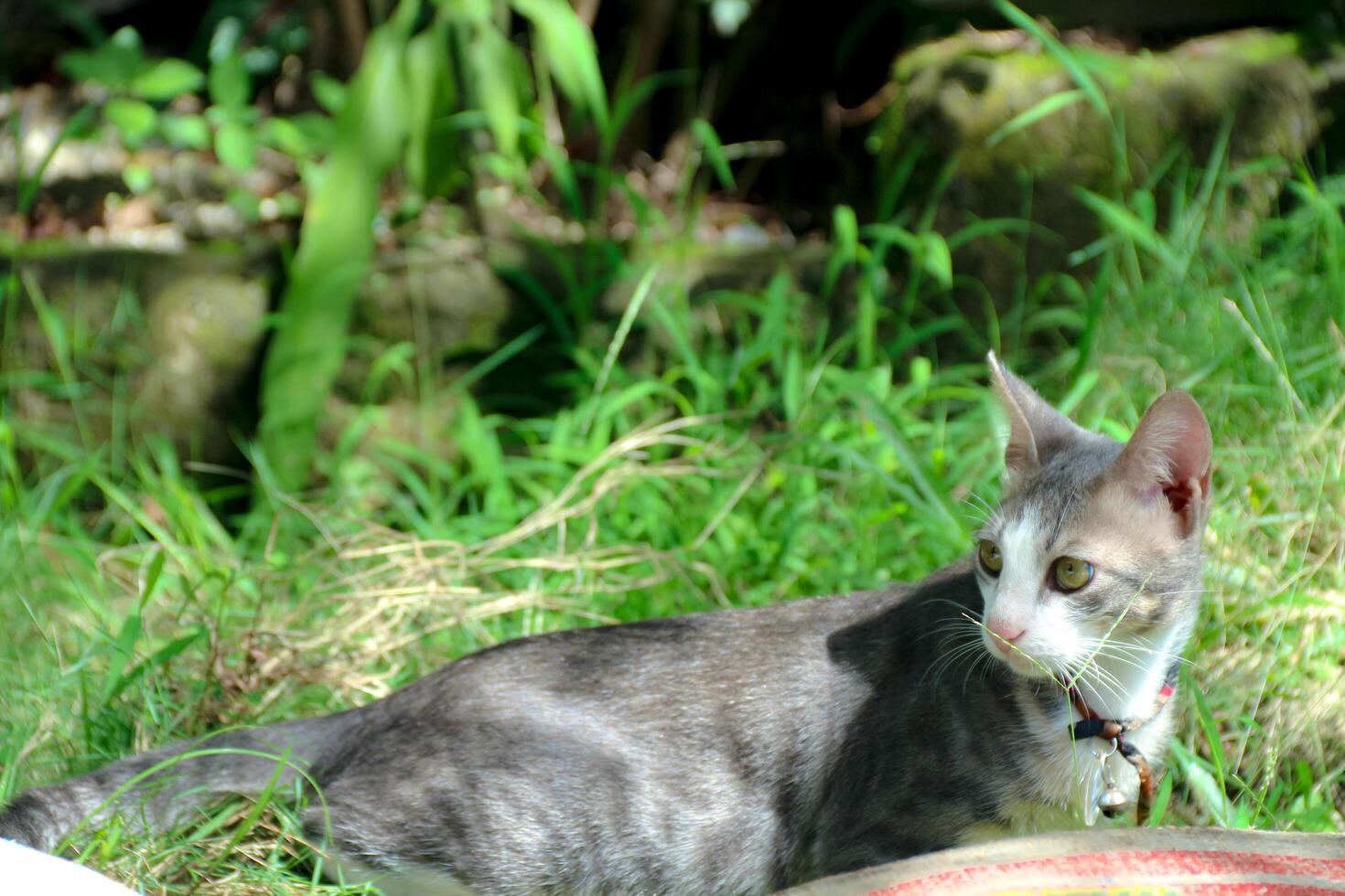 Cat Resting in Green Grass Outdoors with Collar and Bell photo
