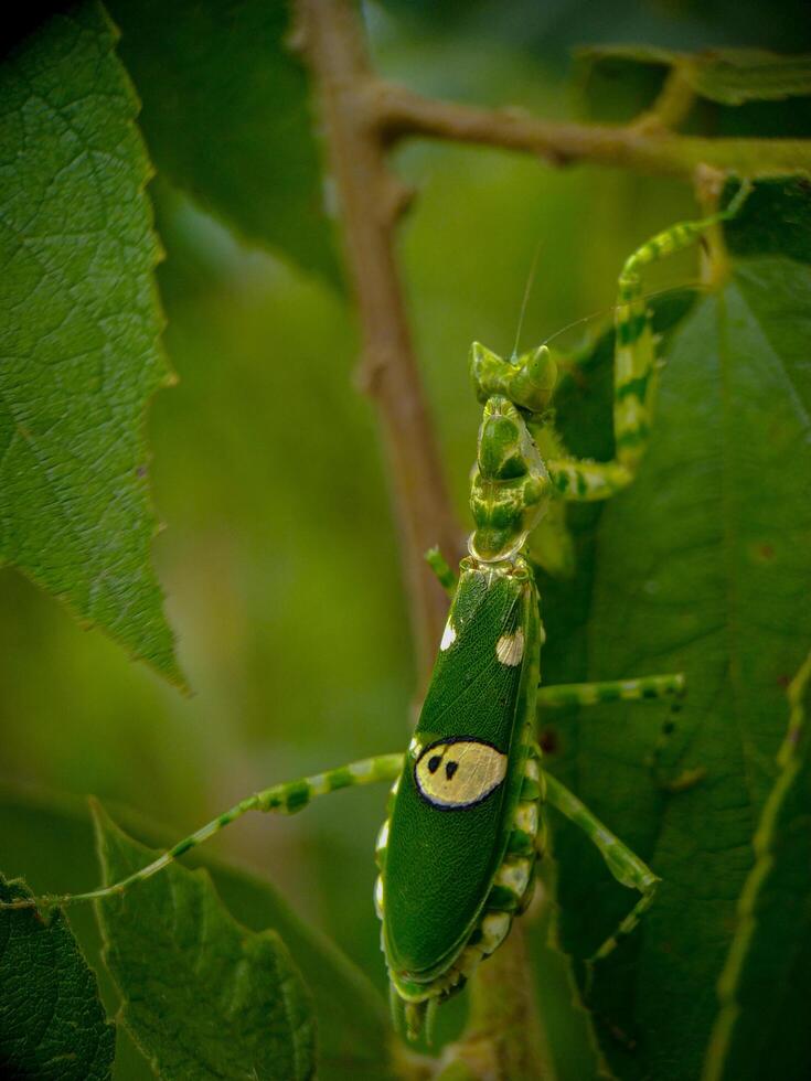 Green insect among green leaves photo