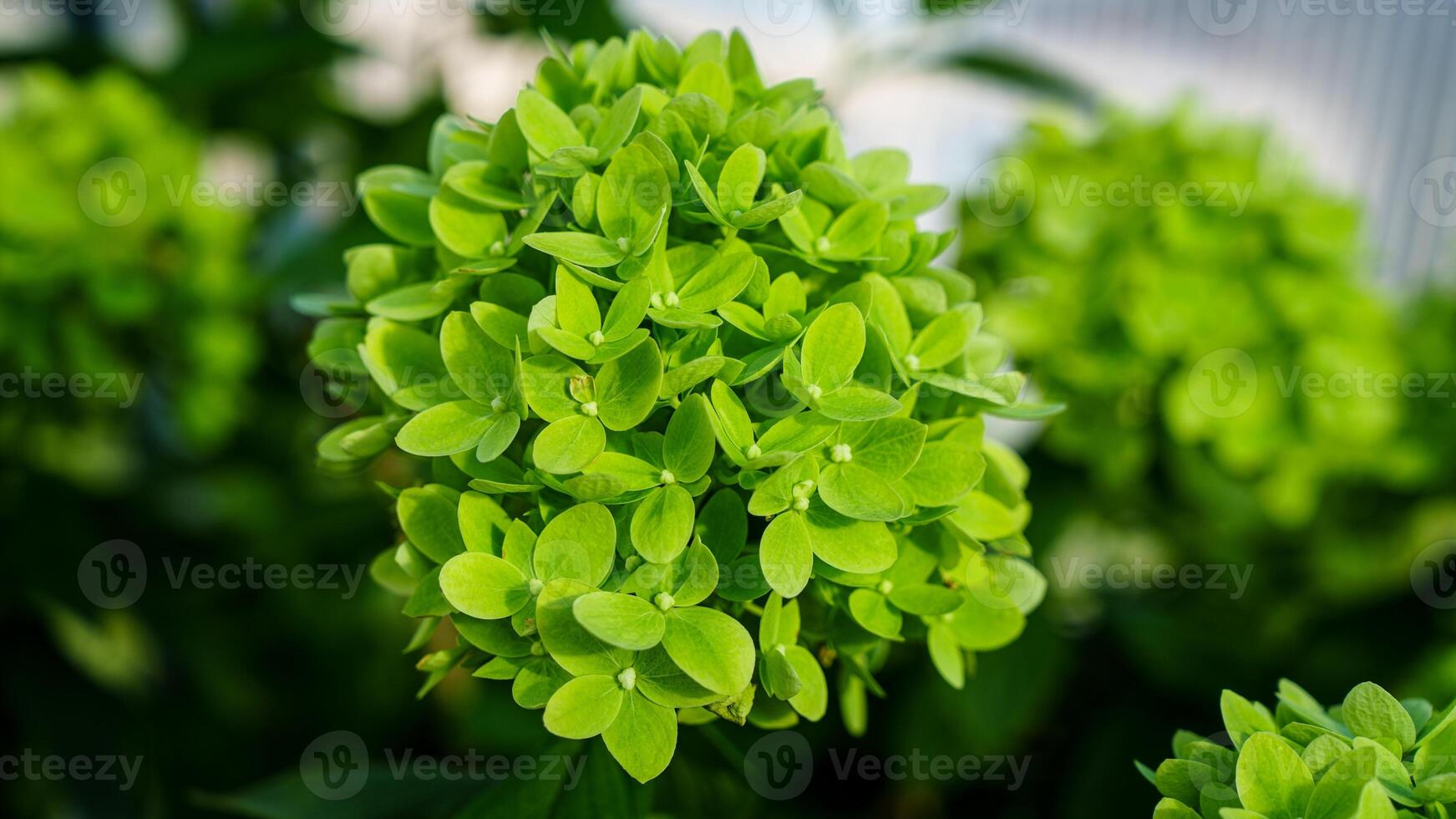 Explore the beauty of nature with this close-up of a green hydrangea bloom. Its vibrant petals create a stunning floral display, perfect for evoking tranquility and natural elegance. photo