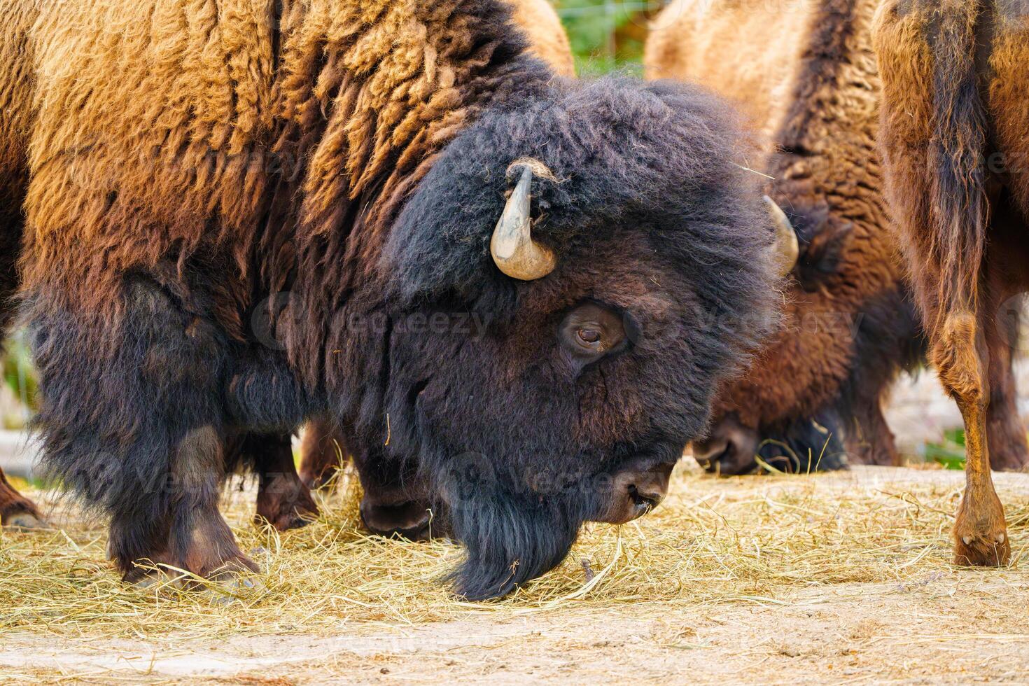 Bison grazing in a natural setting photo