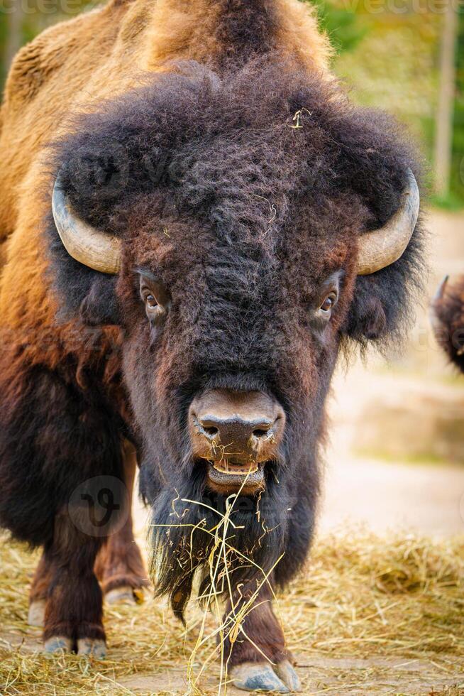 Bison eating grass in natural habitat photo