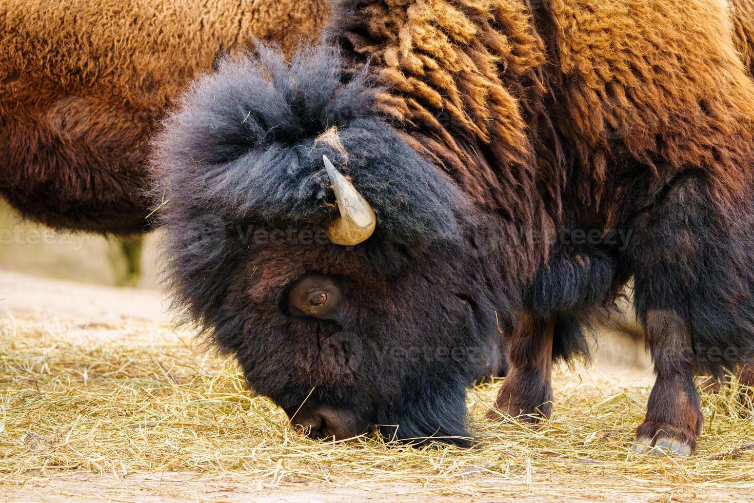 Bison grazing on hay photo