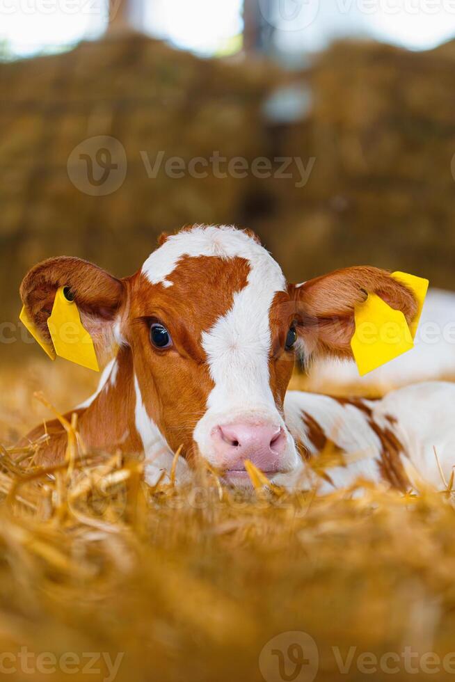 A tranquil and picturesque scene capturing a newborn white and orange calf relaxing on a bed of fresh, golden hay, creating a serene and calming atmosphere. photo