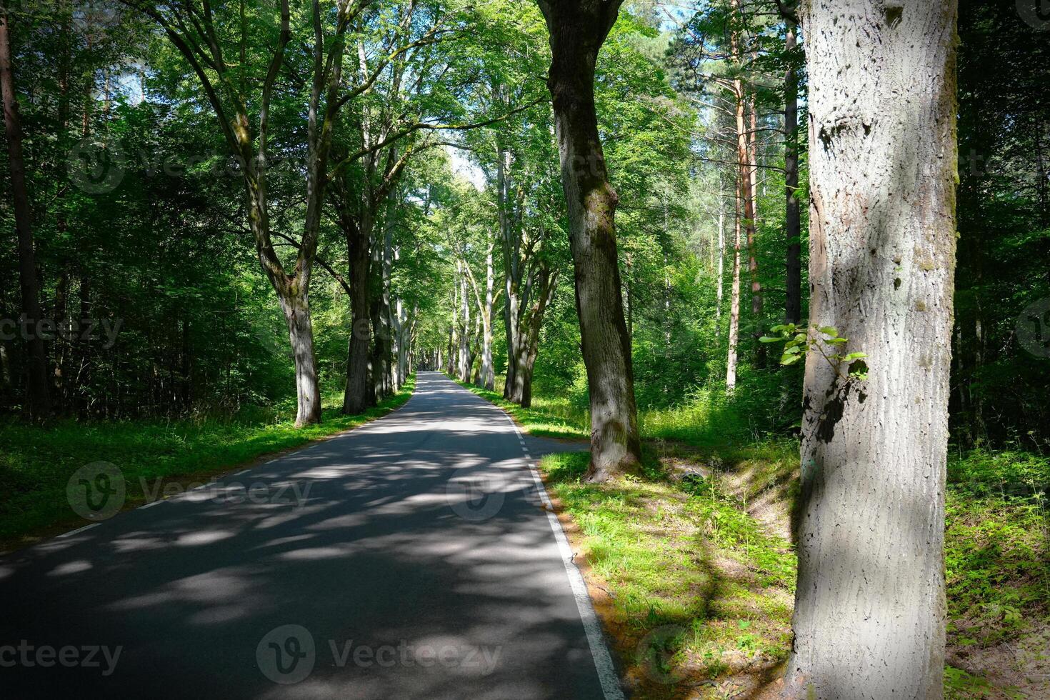 An endless asphalt road flanked by towering poplar trees, creating a beautiful yet hazardous journey. The captivating scenery offers a sense of adventure and the unknown. photo