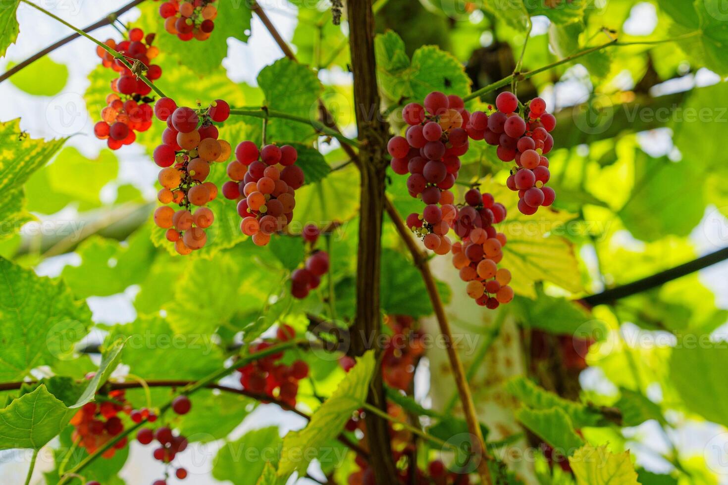 A cluster of ripe red grapes hangs from a green vine in a sunny vineyard, highlighting healthy fruit cultivation. Ideal for themes of agriculture, wine production, and seasonal bounty. photo