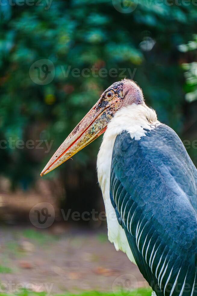 Marabou stork in natural environment photo