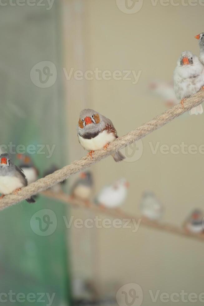 Birds perched on a rope in a calm indoor setting photo