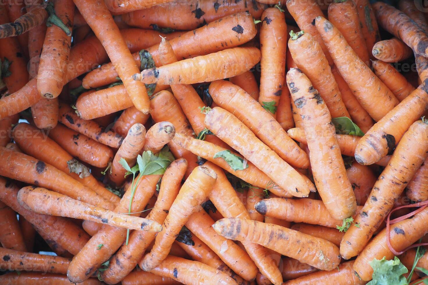 Fresh carrots displayed at a local farmers market photo