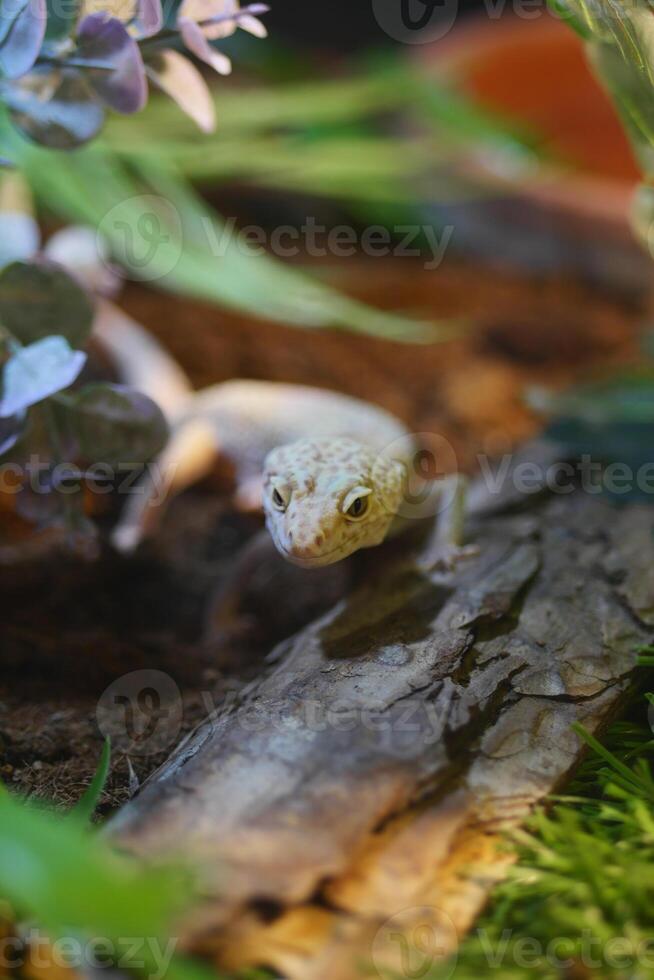 Lizard exploring its terrarium habitat with green foliage photo