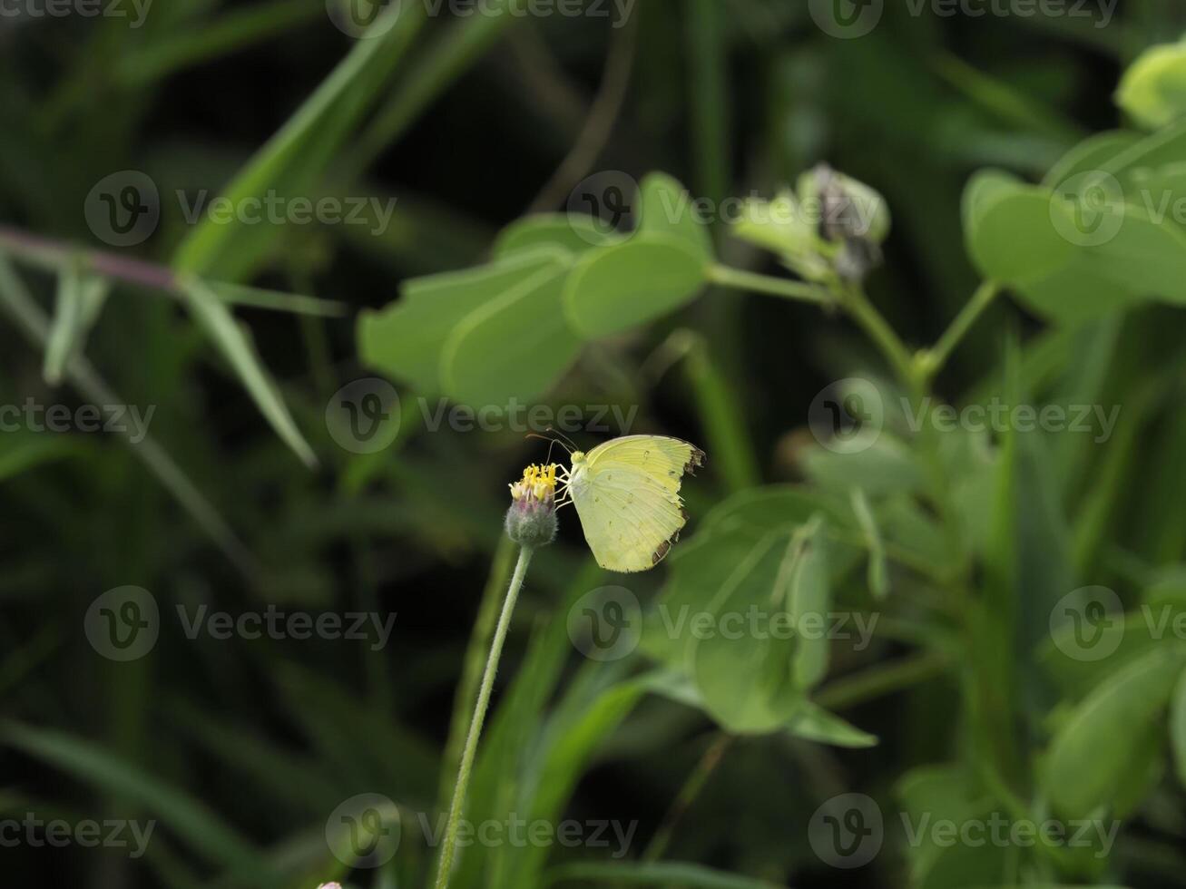 Yellow butterfly with slightly tattered wings is perched on small flower amidst lush green foliage, creating peaceful and natural scene filled with vibrant plant life photo