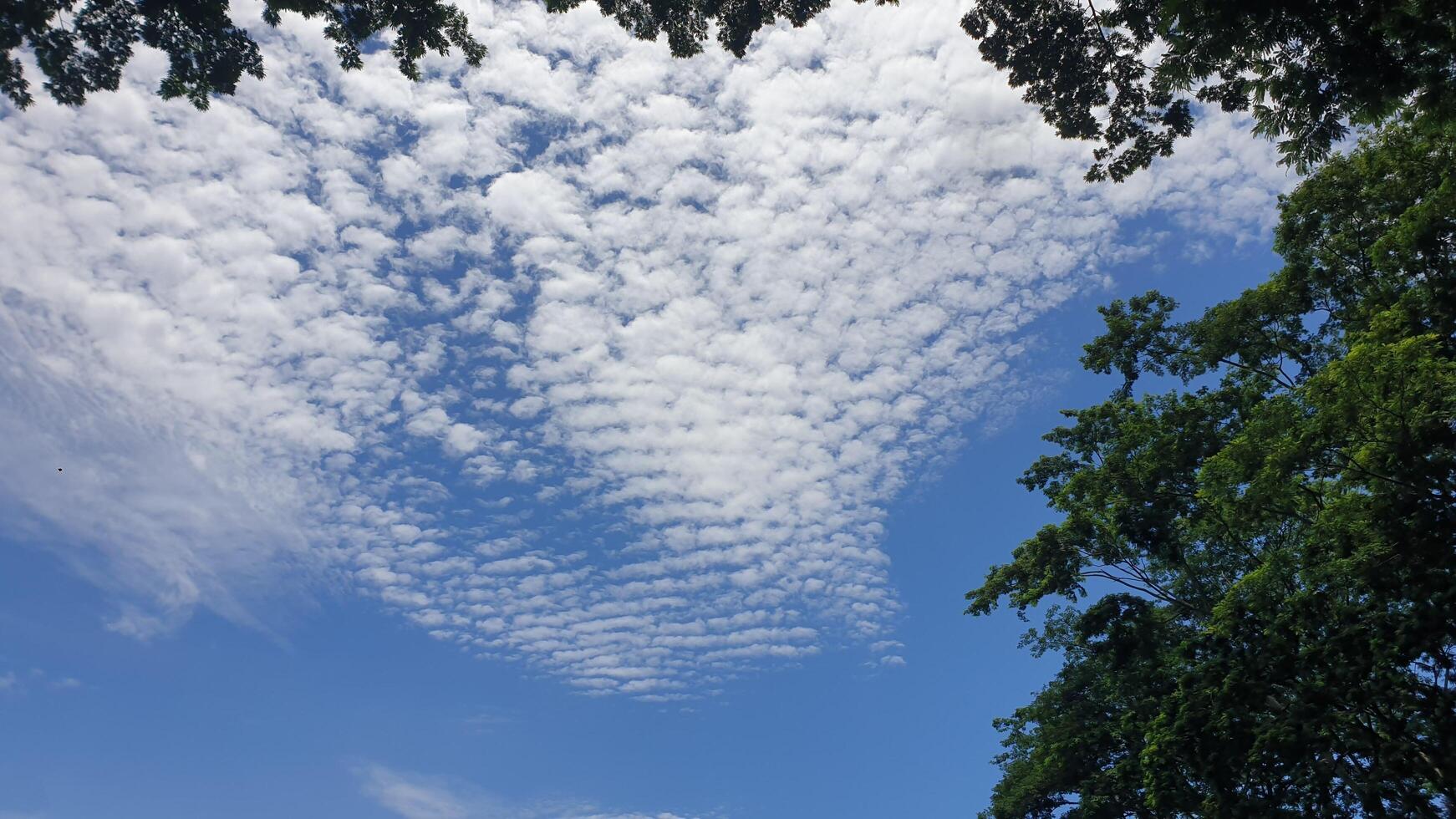 Fluffy White Clouds Floating in the Blue Sky photo