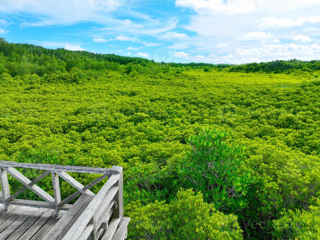 Aerial view green mangrove forest. Carbon storage, climate change mitigation, and conservation of vital marine habitats. Essential for coastal protection, restoration efforts, and blue carbon program. photo