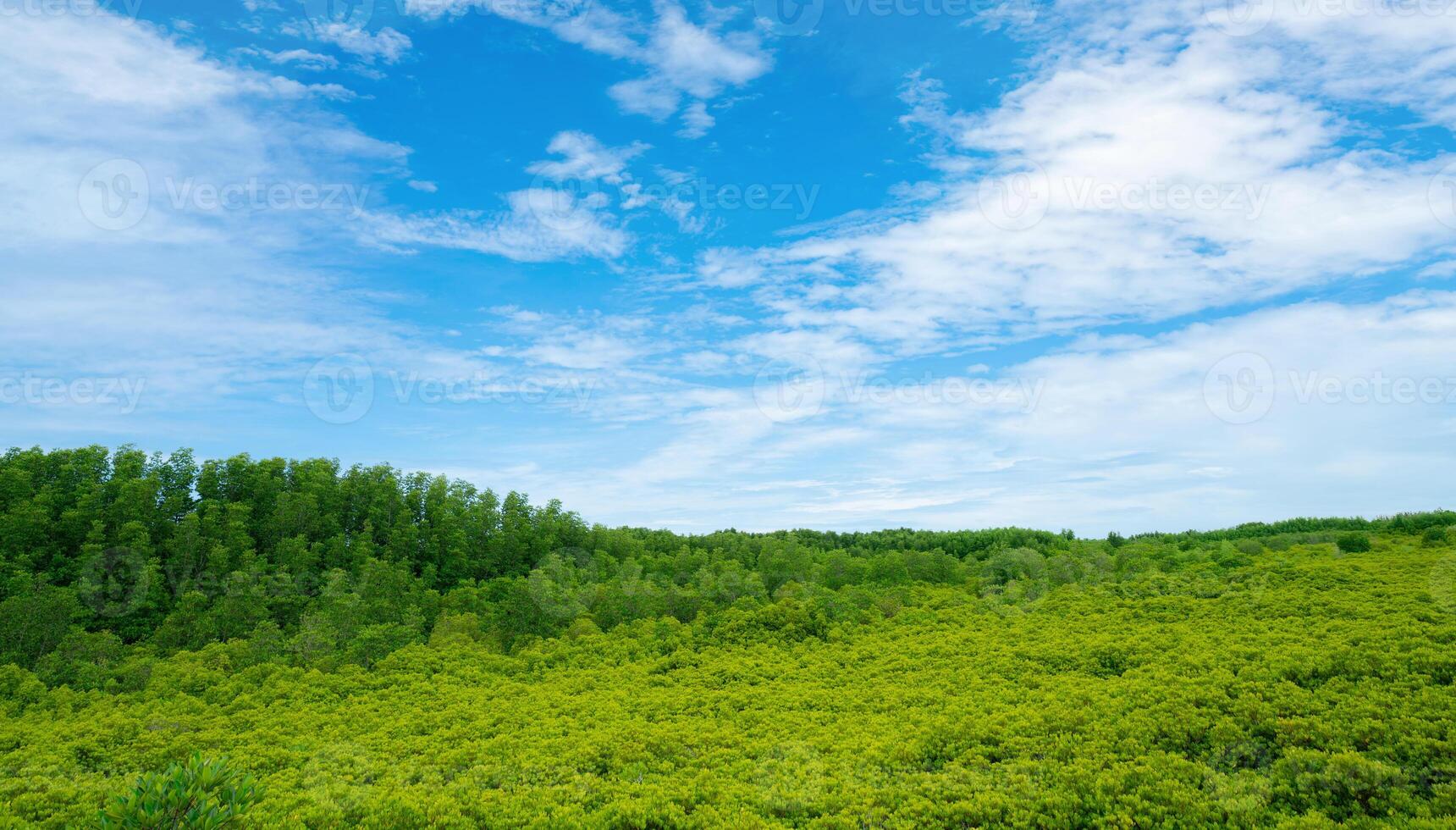 Green mangrove forest. Natural carbon sink and climate solution for corporations investing in blue carbon credits and environmental sustainability. Mangrove ecosystem. Climate change. photo