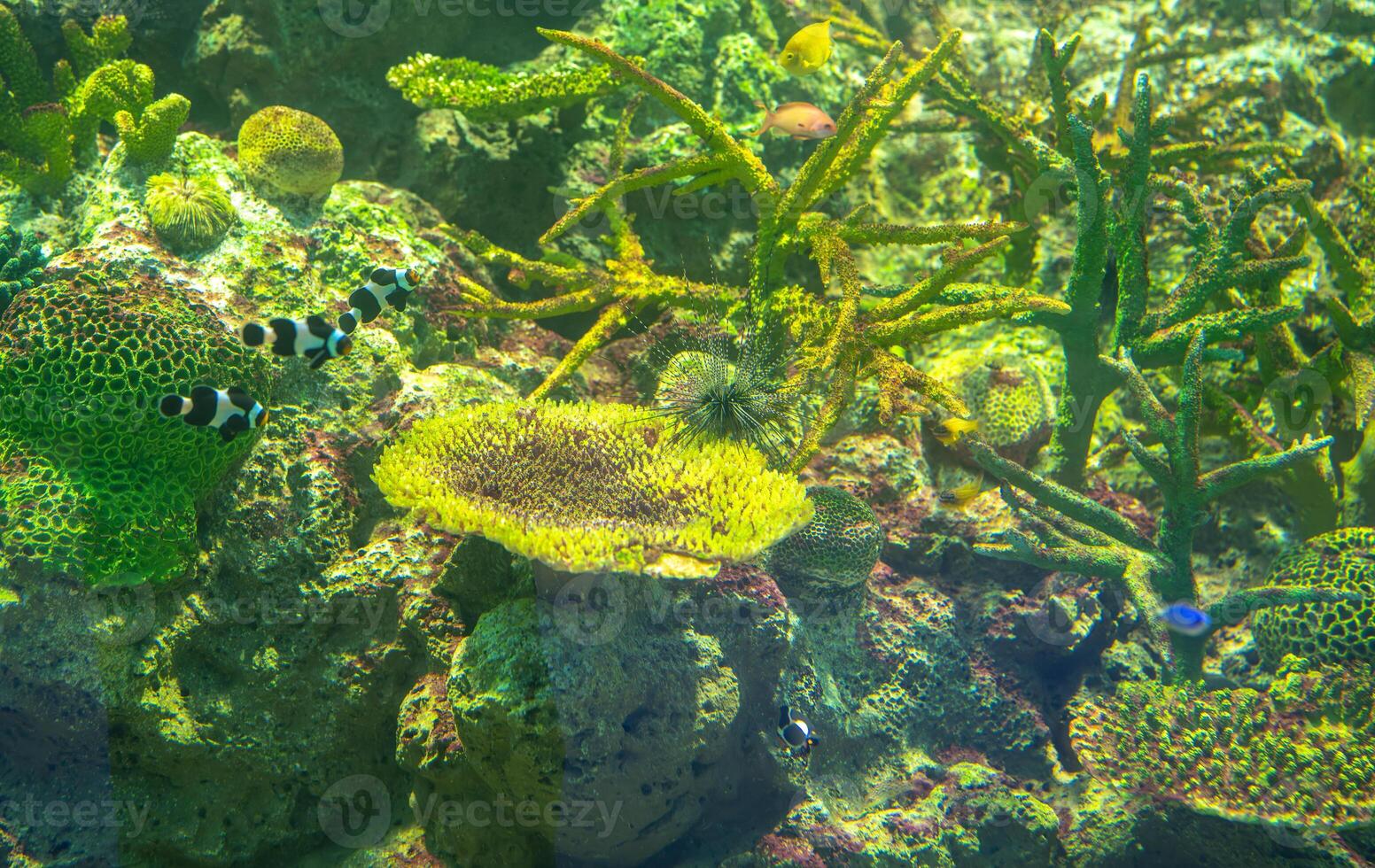 Vibrant underwater coral reef ecosystem teeming with diverse tropical fish species and colorful algae formations in crystal clear ocean waters, showcasing marine biodiversity during daylight. photo
