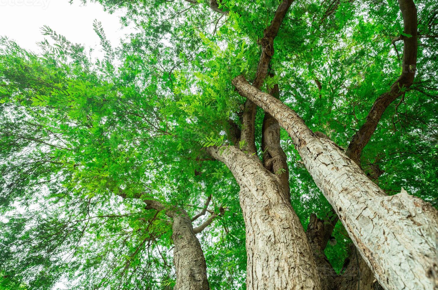 Green tree in forest. Nature background for carbon neutrality. Natural carbon sink fight climate change. Sustainability in carbon-neutral ecosystem. Sustainable environment. Natural carbon capture. photo