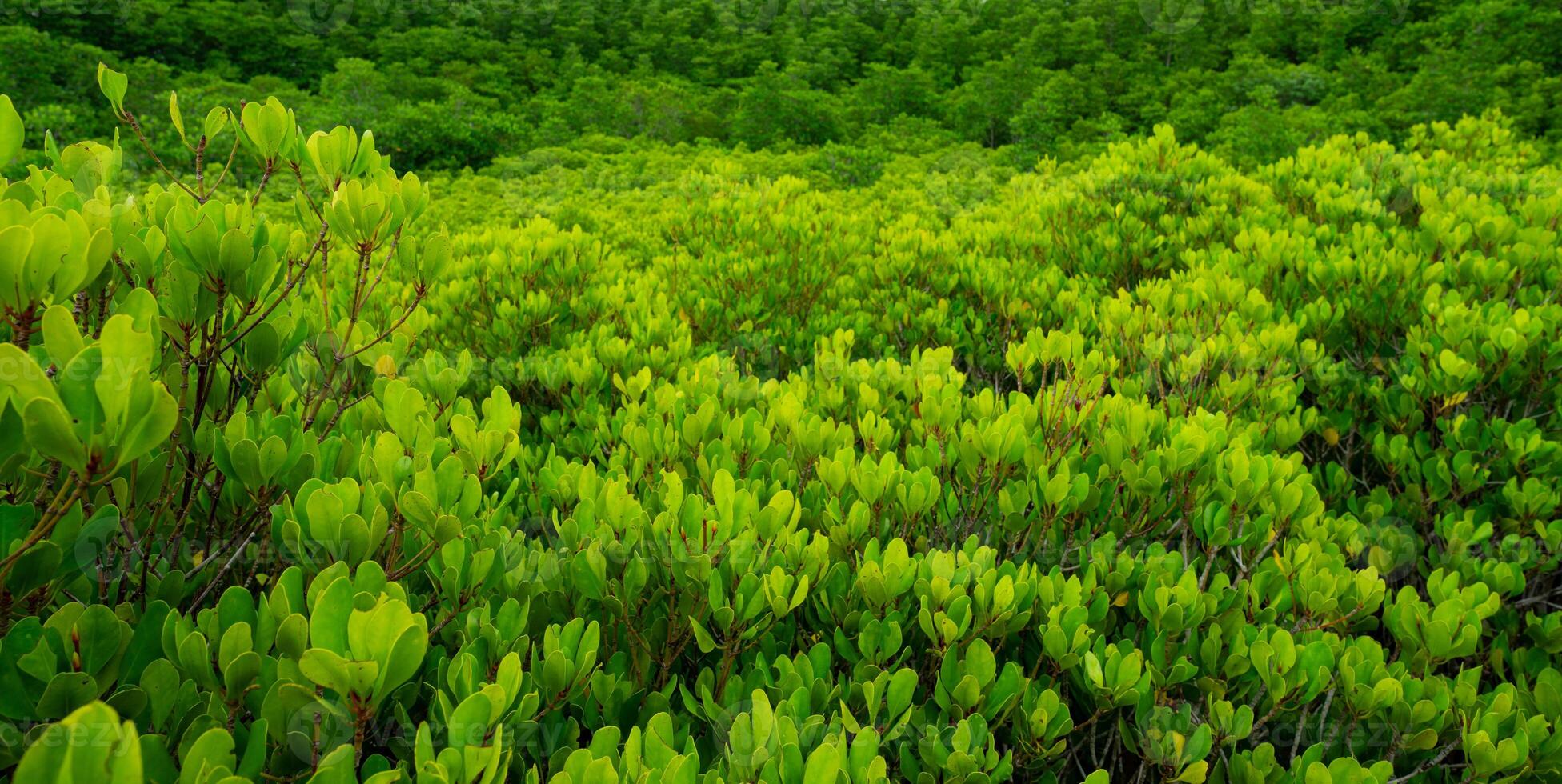 Mangrove forest. Natural carbon sink and climate solution for corporations investing in blue carbon credits and environmental sustainability. Mangrove ecosystem. Climate change. photo