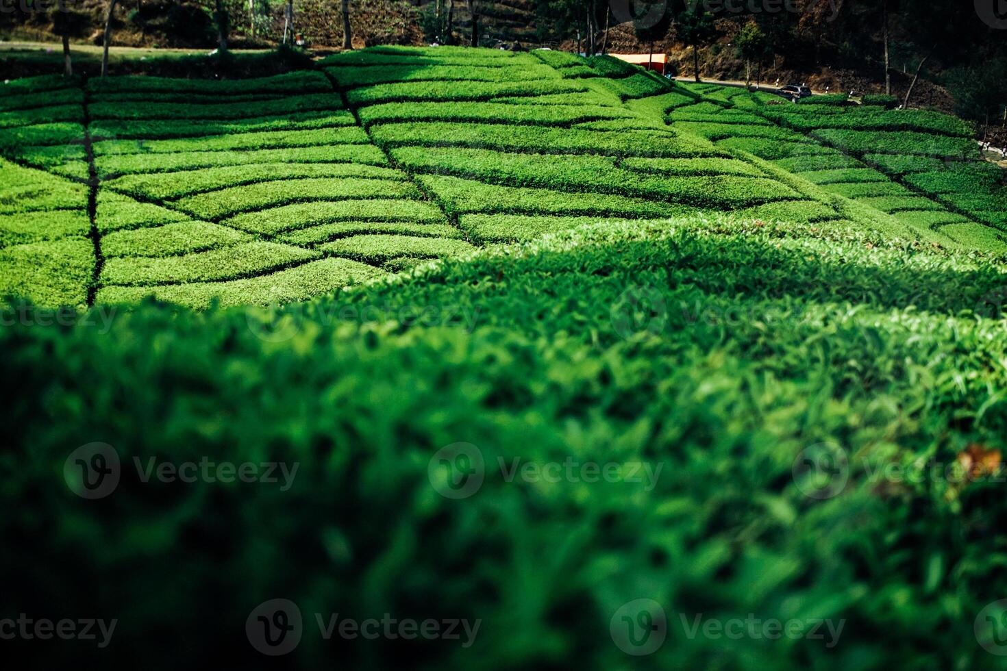 Lush Green Tea Fields of Ciwidey photo
