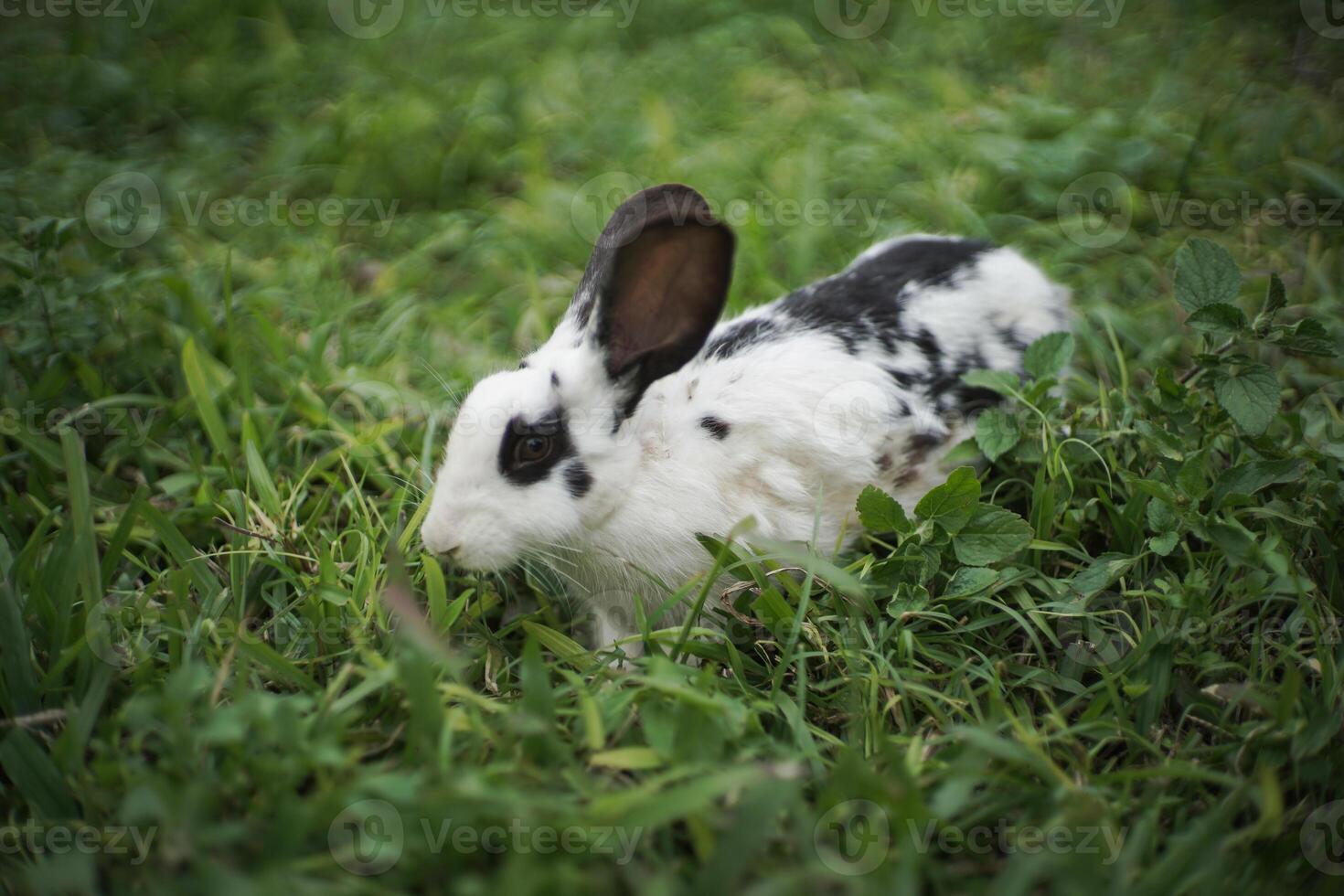 rabbit playing on the grass photo