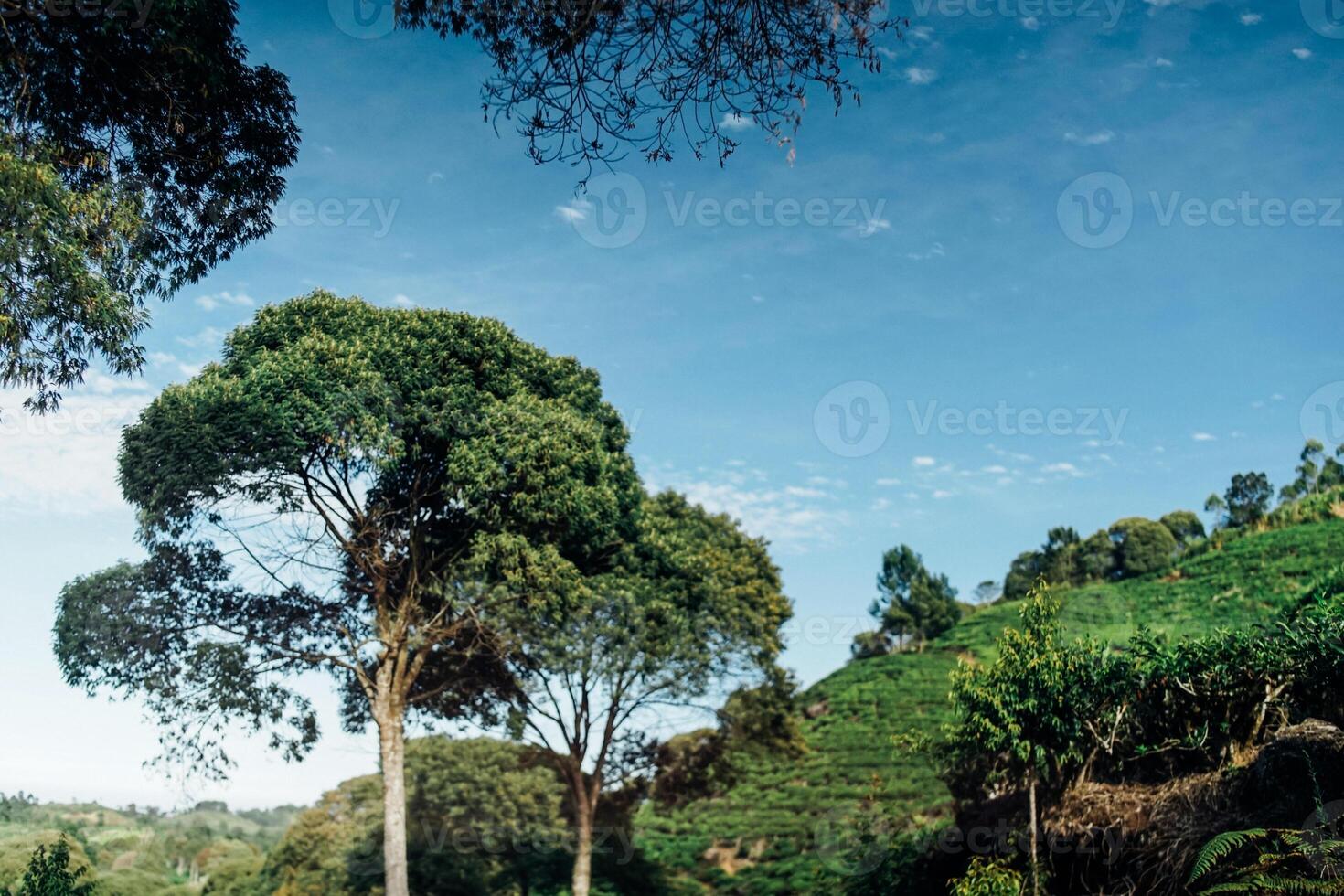 composition of tall trees in tea plantation. nature concept photo