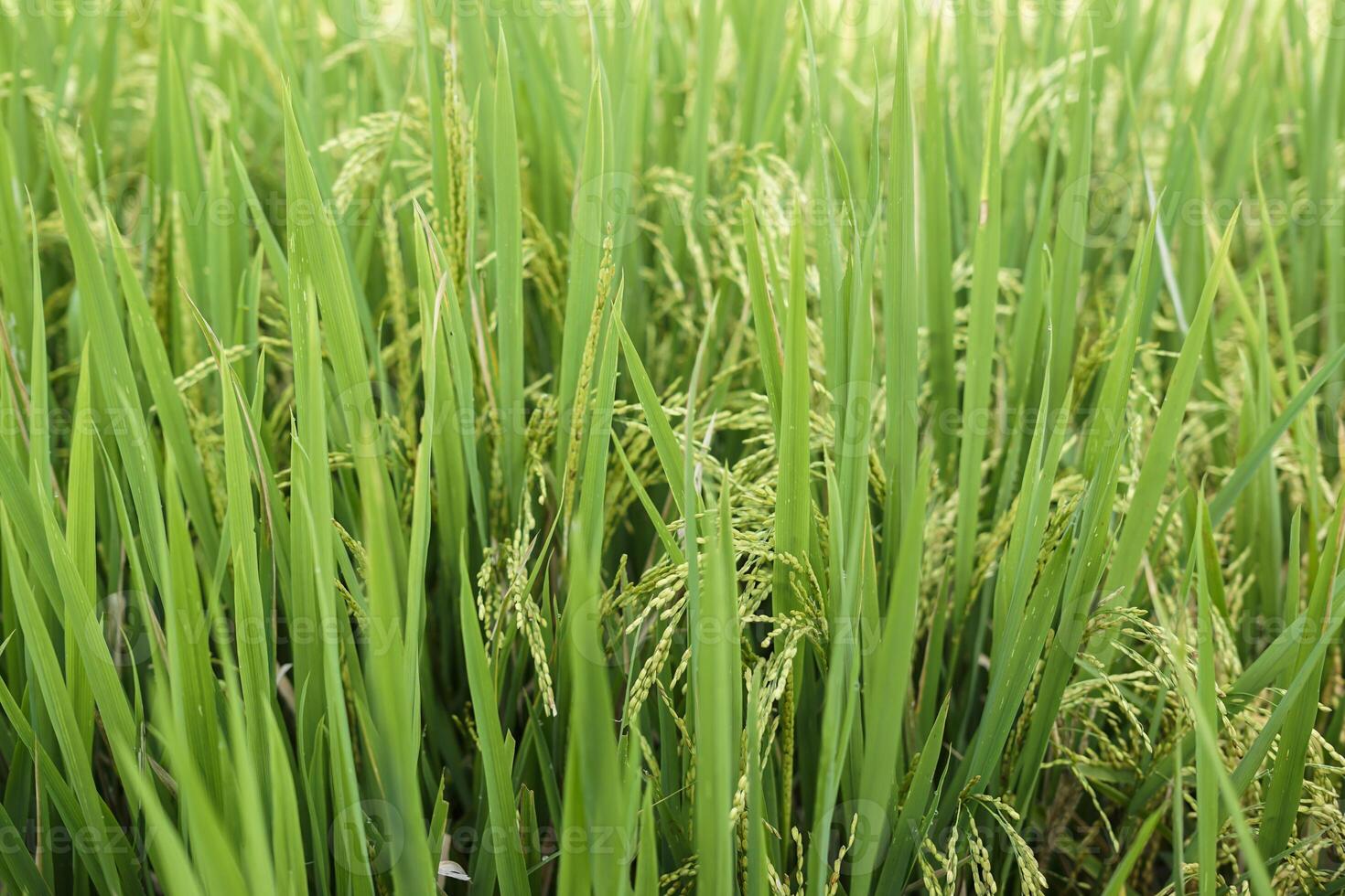 details of rice when it turns yellow ready for harvest photo