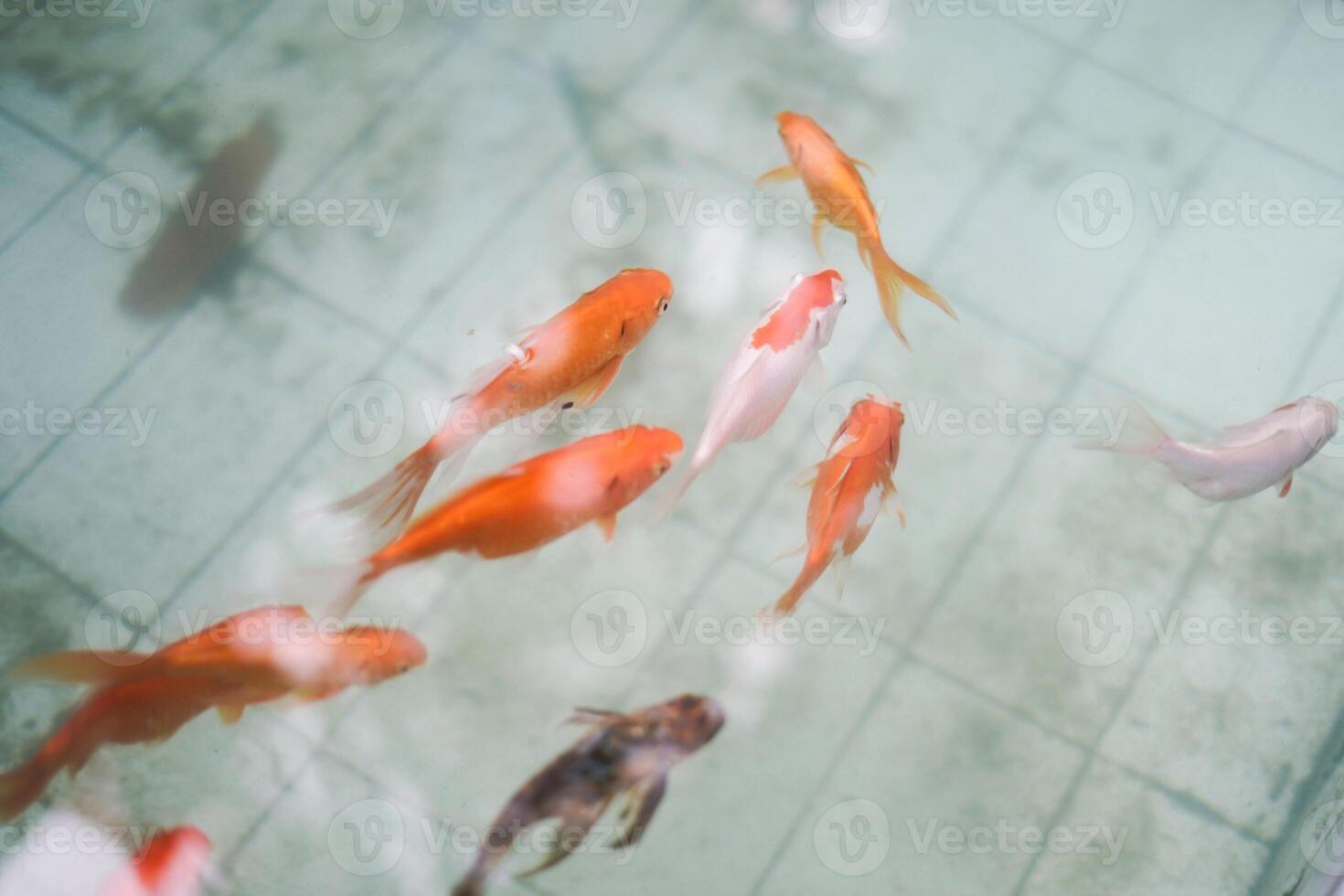 Colourful charmingFishes moving in pond.JPG photo
